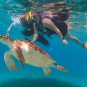 Barbados snorkeling cruise with guests swimming alongside sea turtles in clear Caribbean waters