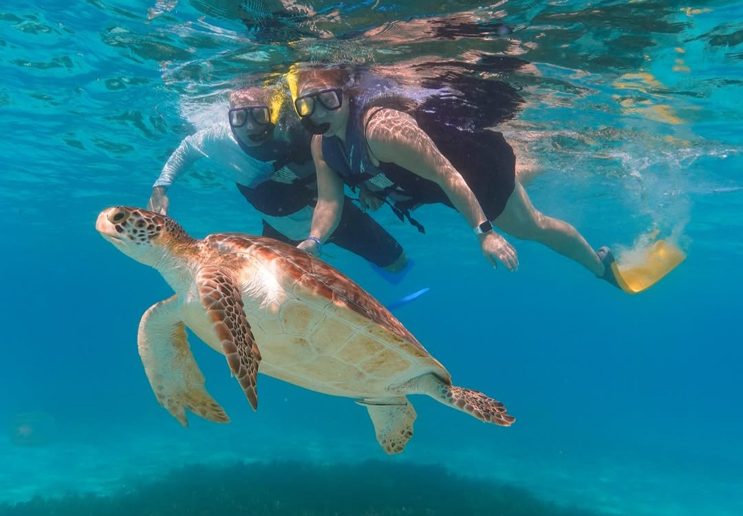 Barbados snorkeling cruise with guests swimming alongside sea turtles in clear Caribbean waters